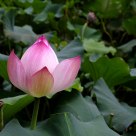 lotus 3