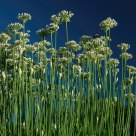 Stems