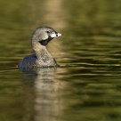 Picurio (Podilymbus podiceps)