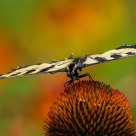 Swallowtail