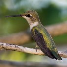 Hummer