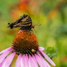 Swallowtail