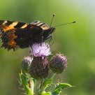 Small Tortoiseshell