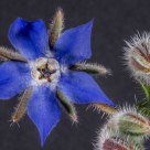 Borage Flower