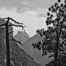 Half Dome and tree --> would ansel approve
