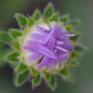 Purple and Green