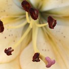 Lily