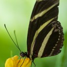 Butterfly on flower