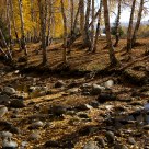 Wood in golden autumn
