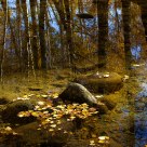 Beautiful inverted image in river