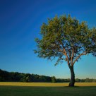 Lone Tree