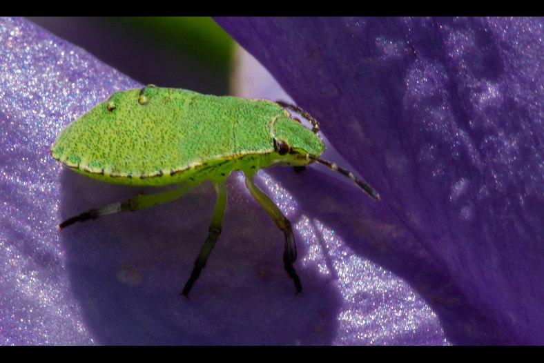 Green Bug