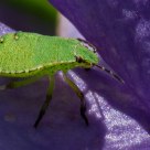 Green Bug