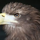 Falcon