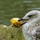 Keeping Food