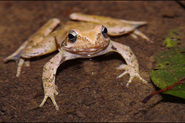 Italic Frog