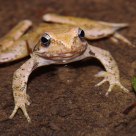 Italic Frog