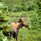 Moose