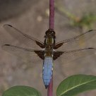 Broad-bodied Chaser