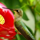 Hummingbird
