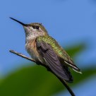 Hummer