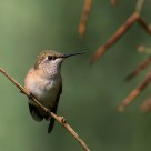 Hummer