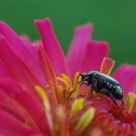 Beetle
