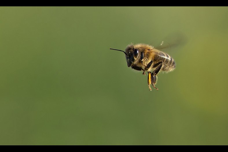 honey bee