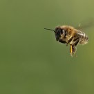 honey bee