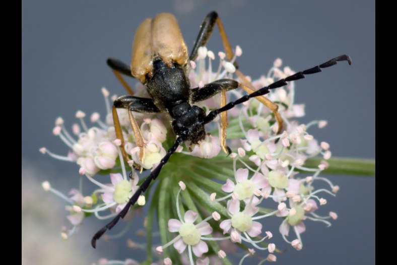 Longhorn Beetle
