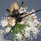 Longhorn Beetle
