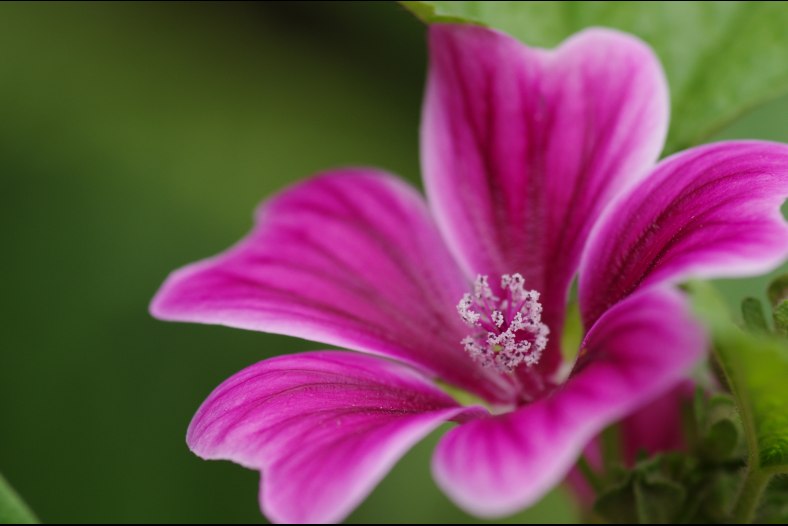 Flower Heart