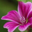 Flower Heart