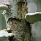 Champignons 