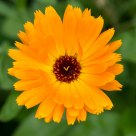 Calendula