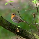 Robin ........................................... Interlude