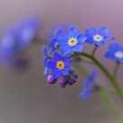 Forget Me Not