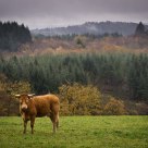 A Cow With A View