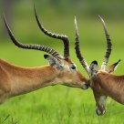 Animal Love