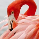Pink harmony