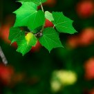 Leaf