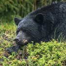 Large Male Black Bear Resting