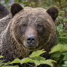 Female Grizzly in Dense Cover