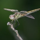 Libélula 2
