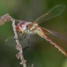 Dragonfly 3