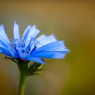 La belle bleue