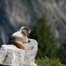 Sunbathing Marmot