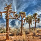 Silver Chollas
