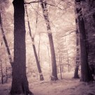 Infra forest