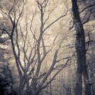 Infra forest II